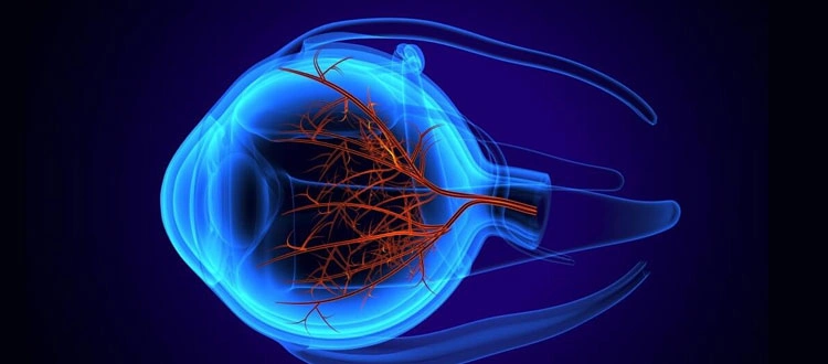 Human eye illustration showing retinal nerve structure used in Retinitis Pigmentosa stem cell therapy